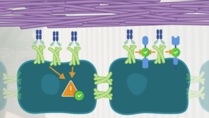 The fibrotic signaling of overexpressed Claudin-1 can be inhibited with the Alentis antibody which helps diminishing collagen bundles in extracellular matrix tissue